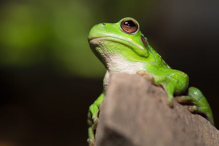 frog portrait Hypsiboas riojanus a Bolivian tree frog living in the high valleys of the Andes...