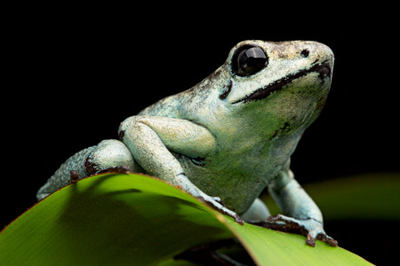 poison arrow frog, poisonous animal Phyllobates terribilis from the tropical amazon rain forst of Colombiaの写真素材