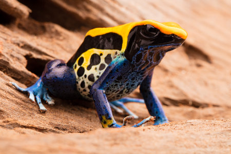 poison frog, dendrobates tinctorius a yellow blue and black poison dart frog from the Amazon rain forest in Brazil.の写真素材