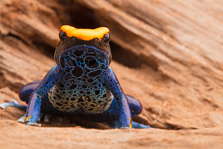poison frog, dendrobates tinctoriusの写真素材
