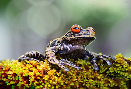 Beautiful tropical tree frog with red eyes in the Amazon rain forest. Hyloscirtus armatusの写真素材
