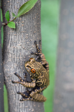 tree frog in tropical Amazonian rain forest, Hyloscirtus armatusの写真素材