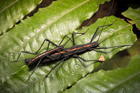 Stick bug an Amazon rain forest insect. Macro of small jungle animal in Amazonian rainforest