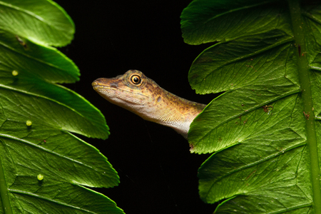 Anolis a small lizard in the Amazonian rain forestの写真素材