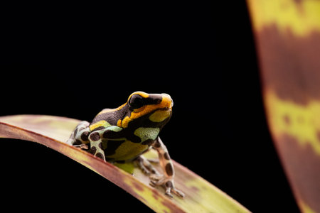poison dart frog Peru rain forest, Ranitomeya lamasi panguana.の写真素材