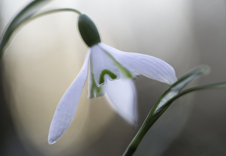 snow drops early spring white wild flower, Galanthus nivalis. Wildflowers phantasyの写真素材