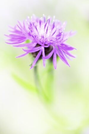 Brown knapweed spring wild flower, Centaurea jacea, an abstract and floral minimalism of a meadow wildflower.
の写真素材