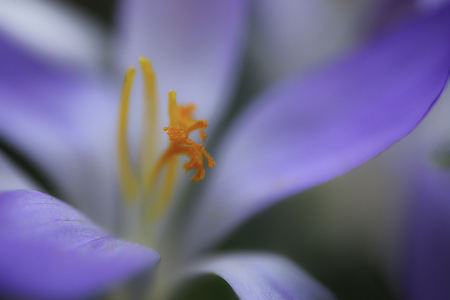 Crocus a violet blue spring wild flowerの写真素材
