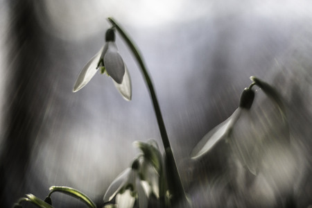snow drops early spring white wild flower, Galanthus nivalis soft focus image.の写真素材