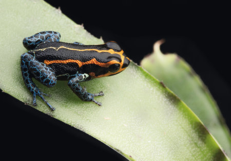 poison dart frog, Ranitomeya imitator, Yumbatos. A small poisonous rain forest animal from the tropical Amazon rain forest in Peru. の写真素材