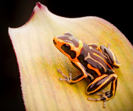 poison dart frog, Ranitomeya fantastica striped morph. A small Dendrobates from the Amazon rain...