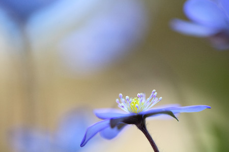 Blue wild flower abstract, Hepatica nobilis or liverleaf.の写真素材