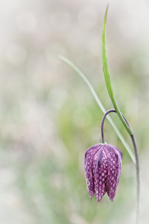 Spring flowering wildflower, Fritillaria meleagris. Detail of a blooming pink wild flower.の写真素材