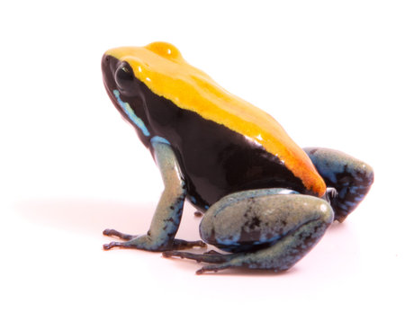 small tropical frog, Mantella expectata from the rain forest of Madagascar. Beautiful poisonous exotic pet animal and endangered species in need fro nature conservation against extinction, isolated on white background.の写真素材