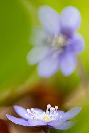 Early blue spring wild flower liverleaf or liverwort, Hepatica nobilis. A delicate and fragile wild forestflower. Symbol for fragility and serenity. soft focus imageの写真素材