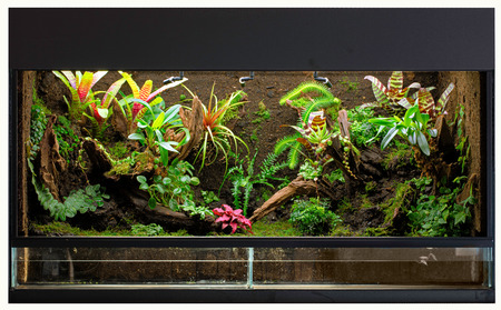 tropical rain forest terrarium or paludarium for rainforest animals like poison dart or tree frogs.の写真素材