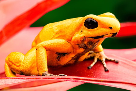 Most poisonous poison dart frog, Phyllobates terribilis. Macro of beautiful dartfrog and amphibian. Deadly animal from the tropical Amazon rain forest in Colombia.の写真素材