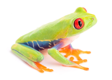 Agalychnis callidryas or the red eyed monkey tree frog, from the rain forest of Panama and Costa Rica isolated on white.の写真素材