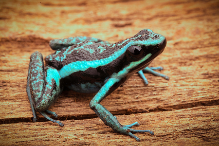 Pleasing poison dart frog, Ameerega bassleri. Tropical and poisonous rain forest animal from the Amazon jungle in Peru.の写真素材