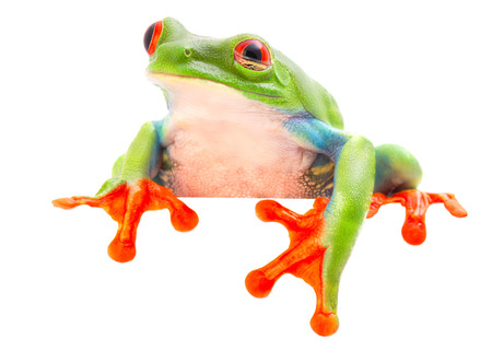 red eyed tree frog blinking an eye. looking sick sleepy tired or sad. A tropical animal from the Rain forest of Costa Rica isolated on shite background.の写真素材