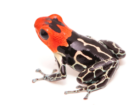 Red headed poison dart or arrow frog, Ranitomeya fantastica. A beautiful small poisonous animal from the Amazon rain forest in Peru. Isolated on white background.の写真素材