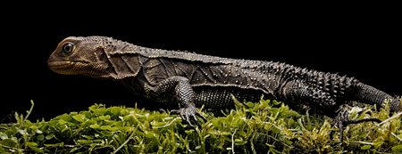 Amazon rain forest dragon, enyalioides sp. A tropical lizard from the amazonian rain forest in Colombia.の写真素材
