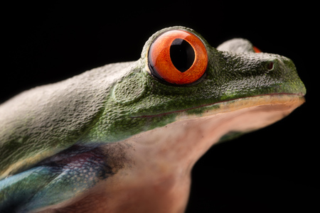 Eye of the red eyed tree frog, Agalychnis callydrias or monkey treefrog. A tropical animal from the rain forest of central America, living in the jungle of Panama and Costa Ricaの写真素材