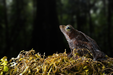 Rhinella margaritifera a macro of a small tropical rain forest toad living in the Amazon jungel of Colombiaの写真素材