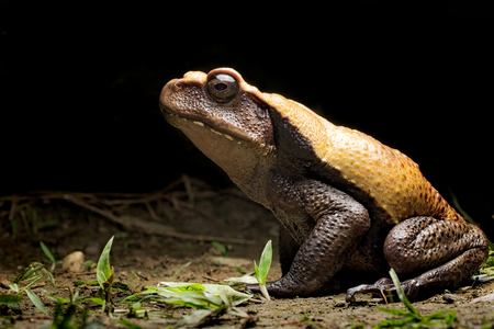 big tropical rain forest toad, Rhaebo blombergi from the tropical jungle of Colombia. An endangered species in need of nature conservation.の写真素材