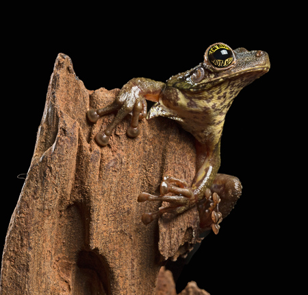 Tropical tree frog, Osteocephalus taurinus. A treefrog from the Amazon raon forest with beautiful colored eyes.の写真素材