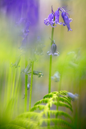 Violet blue bells, bluebell wild flower macro. Beautiful vivid and dreamy wildflowers in soft focus.の写真素材