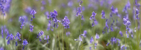 Blue bells wild flower panorama. These violet flowers bloom in early spring creating wildflower carpets in beech forests.の写真素材