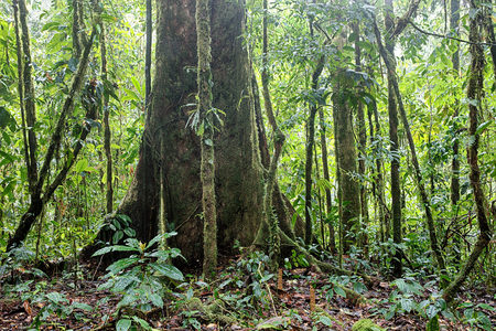 Giant rain forest tree in tropical Amazon jungle of Colombia.の写真素材