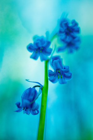 Violet blue early spring wildflowers, blue bells. Blurred background soft focus. Beautiful nature macro depicting fragility, purity and hope for a new start.の写真素材