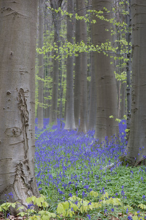 bluebell beech forest. A carpet of violet blue wild flowers covering the early spring woods.の写真素材