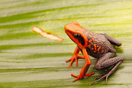 Orange poison dart frog, Ameerega silverstonei on a leaf.  A tropical rain forest animal from the Amazon jungle in Peru.の写真素材