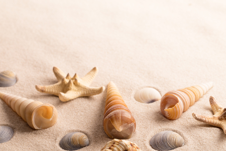 star fish and sea shells on beach sand with copy spaceの写真素材