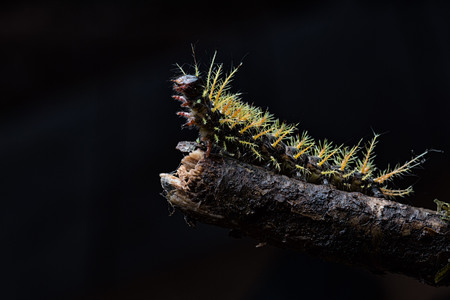 caterpillar of a tropical butterfly, a beautiful poisonous animal from the Amazon rain forest in Colombiaの写真素材