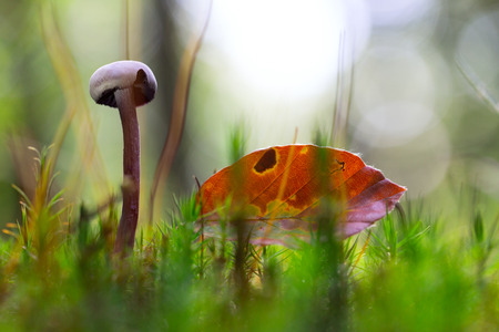 small mushroom between the moss and an autumn beech leaf. Soft focus with nice bokeh.の写真素材