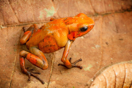 poison dart frog Oophaga histrionica from the tropical rain forest of Colombia. A poisonous small jungle animal.の写真素材