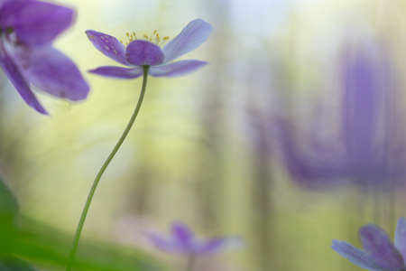single pink wild flower in soft focus. Wood anemone wildflower.の写真素材