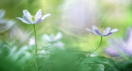 Wood anemone nemerosa, a macro of a spring forest wild flower. catchiing the first sun light. Soft focus with nice bokeh in background.の写真素材