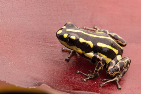 poison arrow frog, Ranitomeya flavovitata. A poisonous animal from the Amazon jungle kept in terrarium.の写真素材