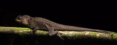 a crested dragon or wood lizard, Enyalioides species, from the Amazon rain forest in Colombia. A beautiful reptileの写真素材