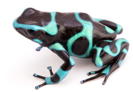 Dendrobates auratus, a poison arrow frog from the tropical rain forest of Panama isolated on a white backgroundの写真素材