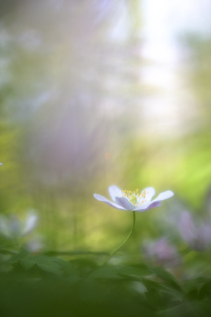 Wood anemone nemerosa, a macro of a spring forest wild flower. Wildflower close up with soft focus and nice bkeh background with copy spaca.の写真素材