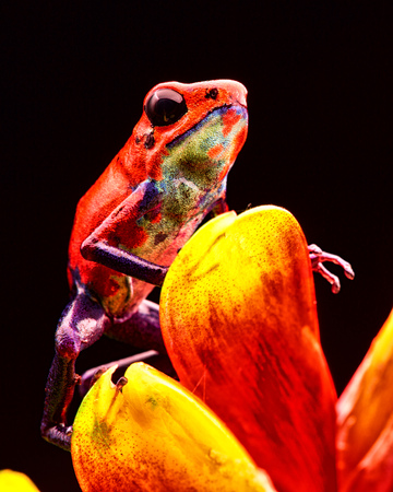 red strawberry poison dart frog Costa rica and Nicaragua. Beautiful poisonous animal from the central american tropical rain forest. Macro exotic amphibianの写真素材