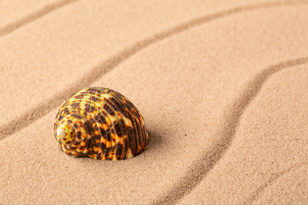 seashell mollusk on the beach sand. Concept for summer vacation.の写真素材