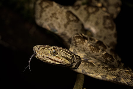 tropical snake, tree boa Corallus hortulanus a serpent of the Amazon rain forest in Colombia, Brazil...