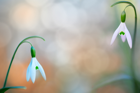 pair of snow drops early spring white wild flower, background. Galanthus nivalis is blooming during winter and one of the first wildflowers of the year.の写真素材